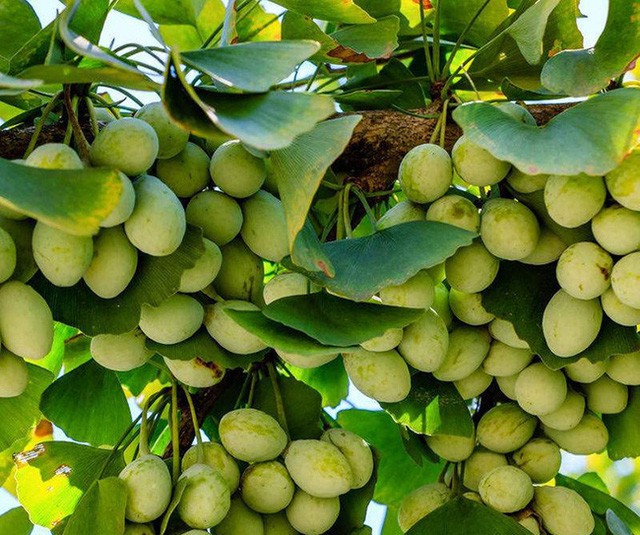 10 loại thực phẩm đánh bại đột quỵ, nhồi máu cơ tim rất tốt, cả đàn ông lẫn phụ nữ đều nên ăn - Ảnh 5. 10 loại thực phẩm đánh bại đột quỵ, nhồi máu cơ tim rất tốt, cả đàn ông lẫn phụ nữ đều nên ăn - Ảnh 5.