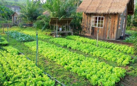 Xây nhà trên đất vườn có bị phạt không?