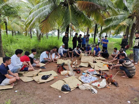 Công an TP Cần Thơ triệt phá điểm đá gà sát phạt hơn 1,6 tỷ đồng